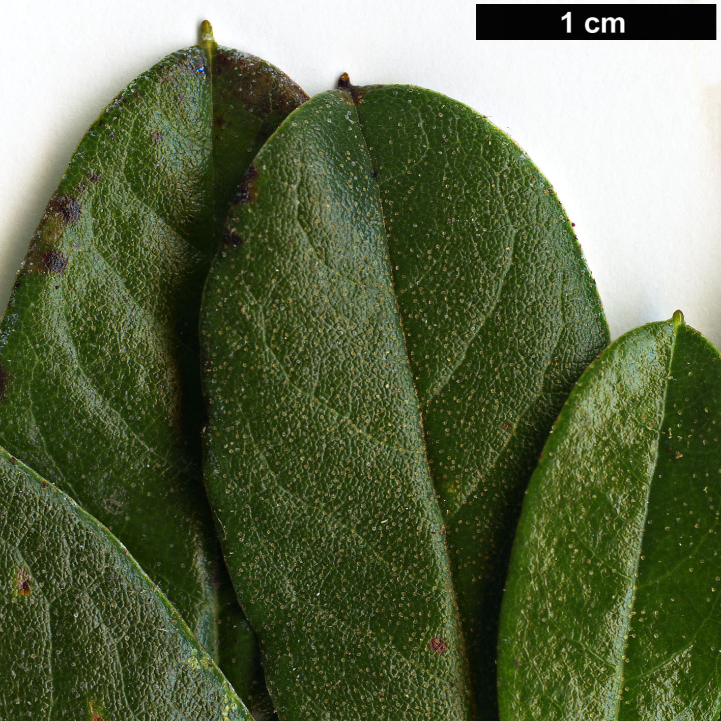 High resolution image: Family: Ericaceae - Genus: Rhododendron - Taxon: charitopes - SpeciesSub: subsp. charitopes